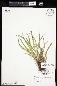 Carex laxiculmis image