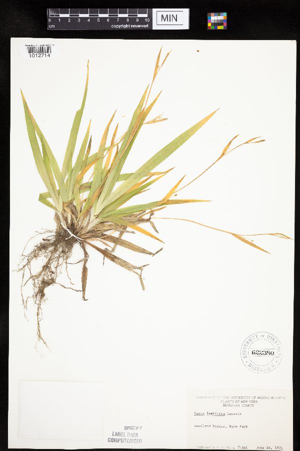 Carex laxiflora image