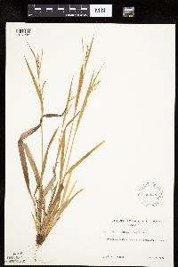 Carex laxiflora image