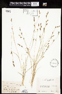 Carex lemmonii image
