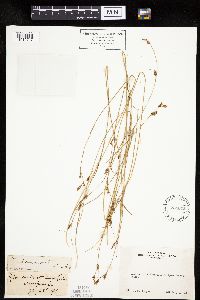 Carex lemmonii image