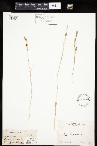 Carex lemmonii image
