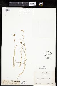 Carex lemmonii image