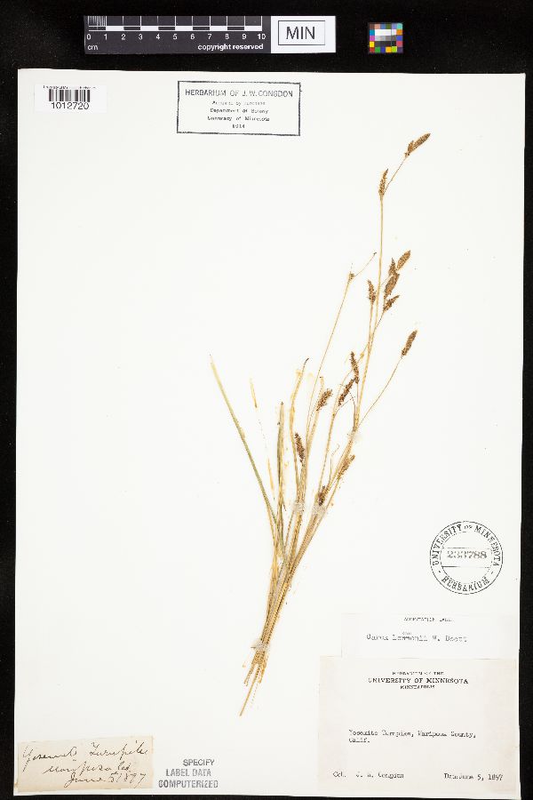 Carex lemmonii image