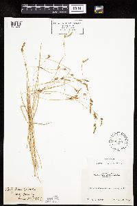 Carex lemmonii image