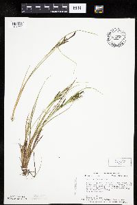 Carex lenticularis image