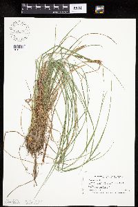 Carex lenticularis image