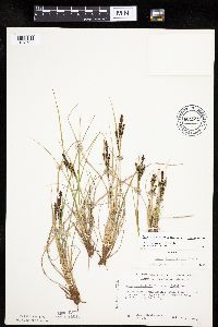 Carex lenticularis image