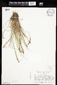 Carex lenticularis image
