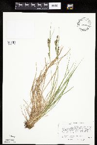 Carex lenticularis image