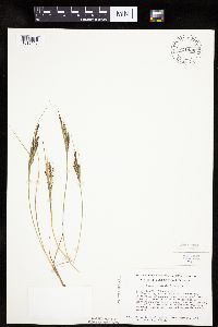 Carex lenticularis image