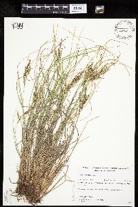 Carex lenticularis image