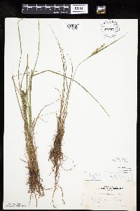Carex lenticularis image
