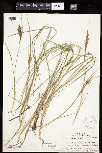 Carex lenticularis image