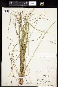 Carex lenticularis image