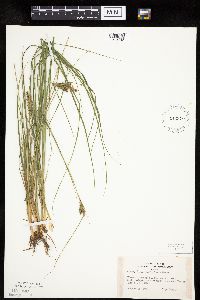 Carex lenticularis image
