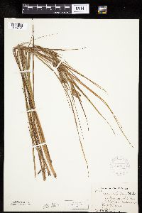 Carex lenticularis image