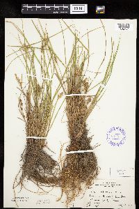 Carex lenticularis image