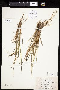 Carex lenticularis image