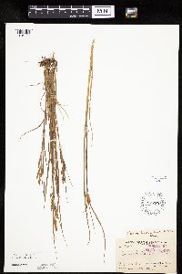 Carex lenticularis image