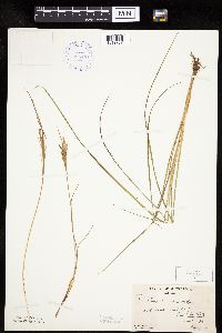 Carex lenticularis image