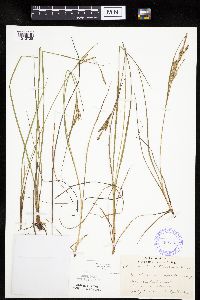 Carex lenticularis image