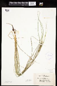 Carex lenticularis image