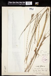 Carex lenticularis image