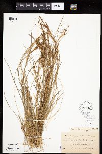 Carex lenticularis image