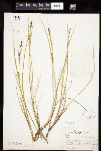 Carex lenticularis image