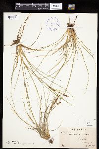 Carex lenticularis image