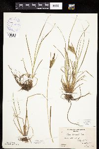Carex lenticularis image