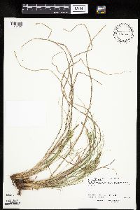 Carex lenticularis image