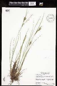 Carex lenticularis image