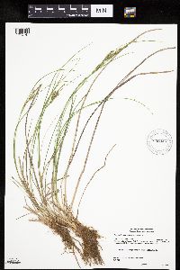 Carex lenticularis image