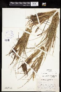 Carex lenticularis image