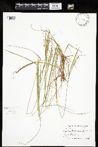 Carex lenticularis image