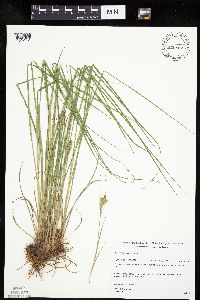 Carex lenticularis image