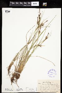 Carex lenticularis image