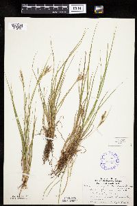 Carex lenticularis image