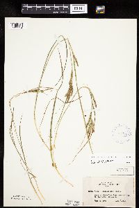 Carex lenticularis image