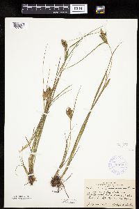 Carex lenticularis image
