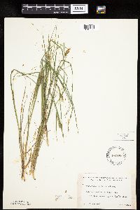 Carex lenticularis image