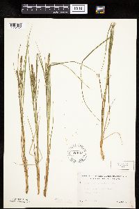 Carex lenticularis image