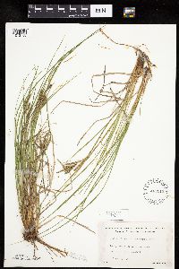 Carex lenticularis image