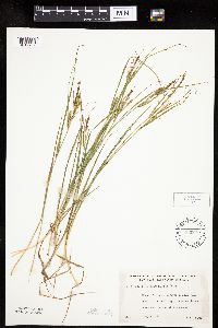 Carex lenticularis image