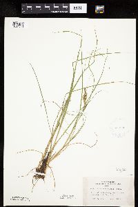 Carex lenticularis image