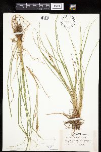 Carex lenticularis image