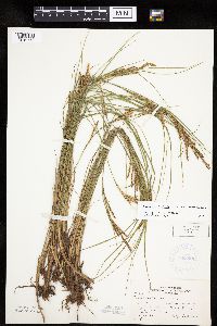 Carex lenticularis image