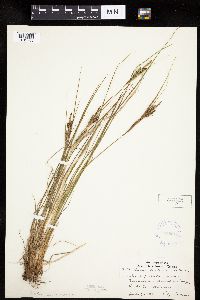 Carex lenticularis image
